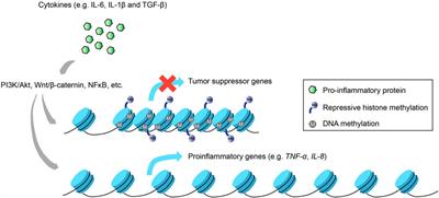 Epigenetic Regulation of Inflammatory Signaling and Inflammation-Induced Cancer